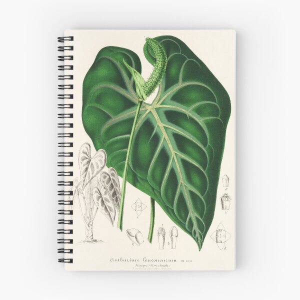 Item preview, Anthurium leuconeurum - Botanical Illustration designed and sold by chimakingthings.