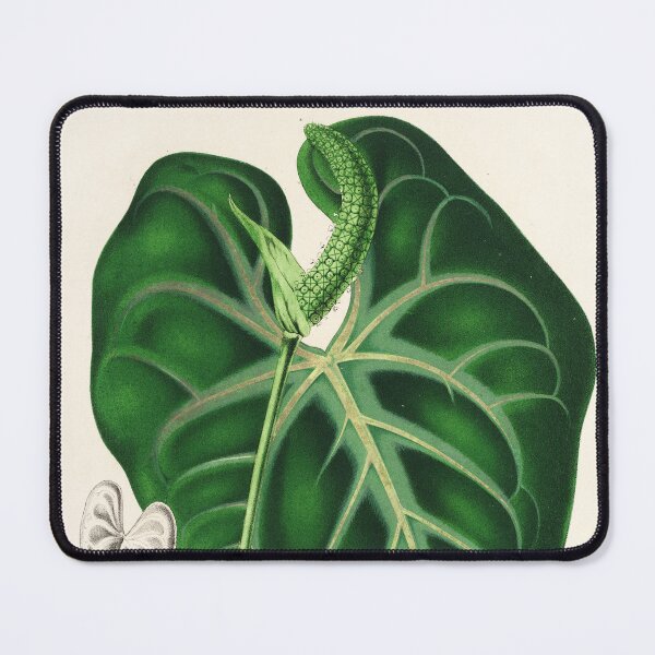 Item preview, Anthurium leuconeurum - Botanical Illustration designed and sold by chimakingthings.