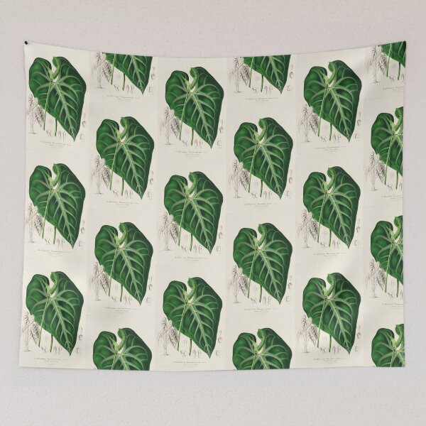 Item preview, Anthurium leuconeurum - Botanical Illustration designed and sold by chimakingthings.