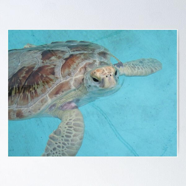 Item preview, Tastful Turtle  designed and sold by StephVG.
