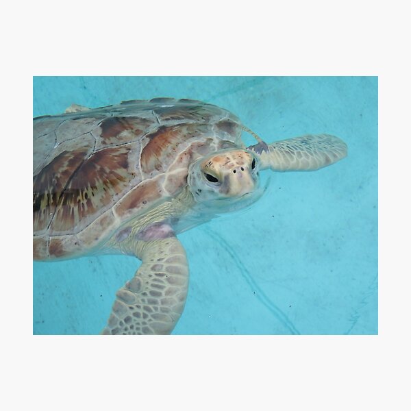 Artikelvorschau, Schmackhafte Schildkröte entworfen und verkauft von StephVG.