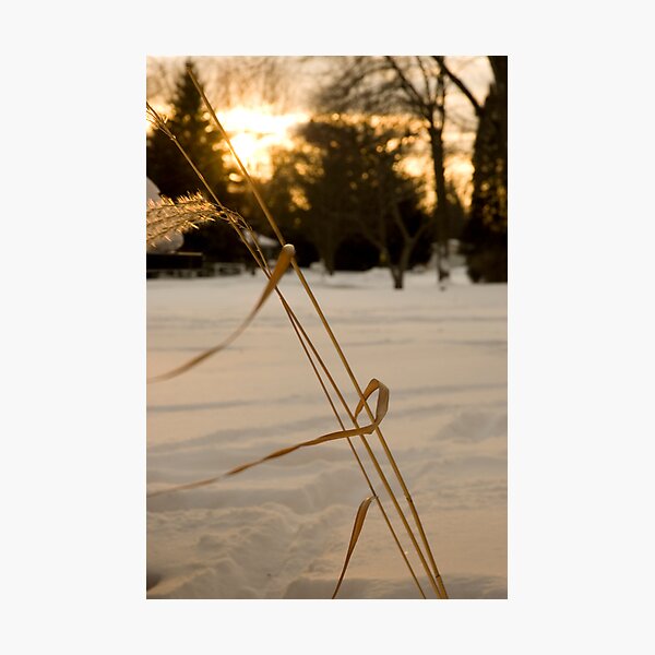 Evening Sway Photographic Print