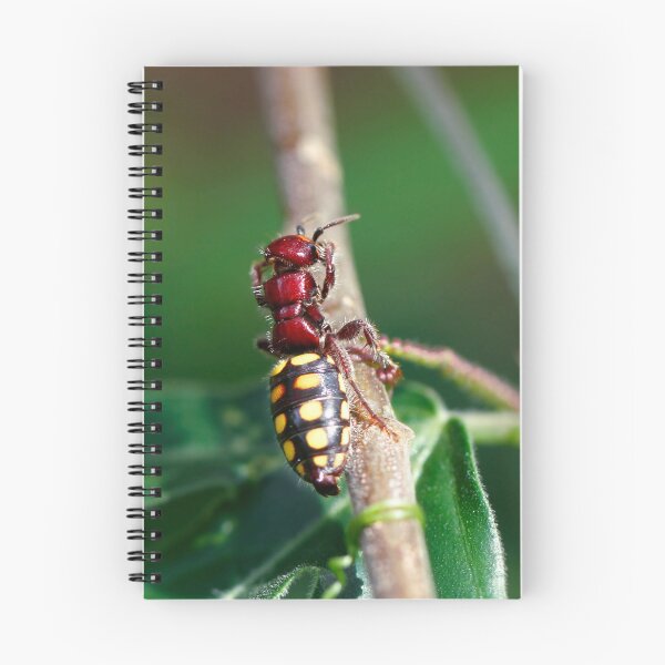 Item preview, Flower Wasp - Thynnus apterus? Currently know as Catocheilus apterus designed and sold by Normf.