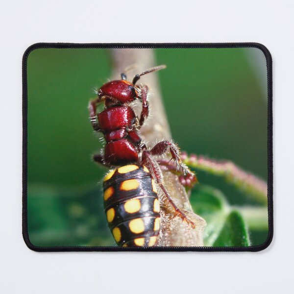 Item preview, Flower Wasp - Thynnus apterus? Currently know as Catocheilus apterus designed and sold by Normf.