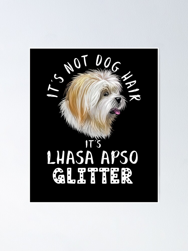 Lhasa apso hot sale in not