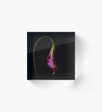 Mini Calla Lily hanging out. at the end of a long day. Acrylic Block