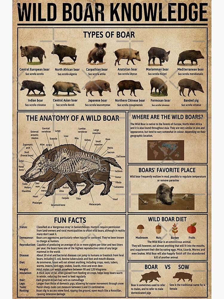 Discover Wild boar knowledge Premium Matte Vertical Poster