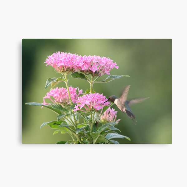 Hummingbird and Blooms Metal Print
