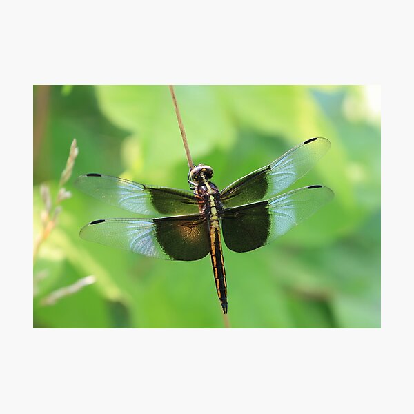 Item preview,  tomó el título del álbum de Aerosmith. ! http: //images-1.redbubble.net/img/art/border: blackwithdetail / product: laminated-print / size: medium / view: preview / 57721-11-get-your-wings.jpg! ! http: //images-1.redbubble.net/img/art/framecolor: cherry / designed and sold by ziggy7.
