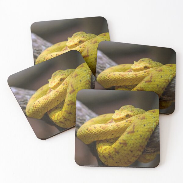 Item preview, Eyelash viper designed and sold by Photopat.