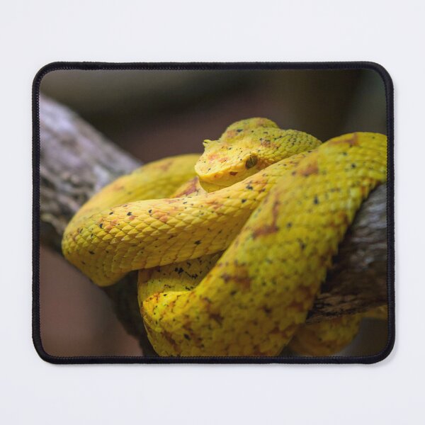 Item preview, Eyelash viper designed and sold by Photopat.