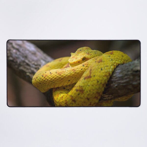 Item preview, Eyelash viper designed and sold by Photopat.