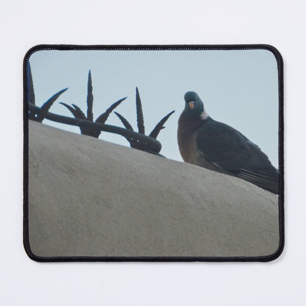Item preview, Pigeon on low wall designed and sold by E-Maniak.