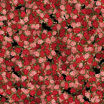 Artwork thumbnail, All Roses by LRGraphics