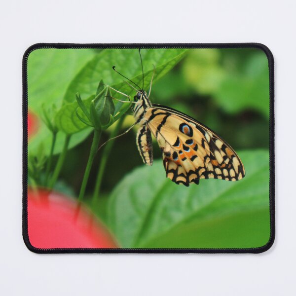 Item preview, Butterfly designed and sold by Ellina.