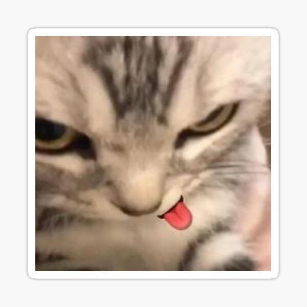 cat rob lox handsome face meme cute | Sticker