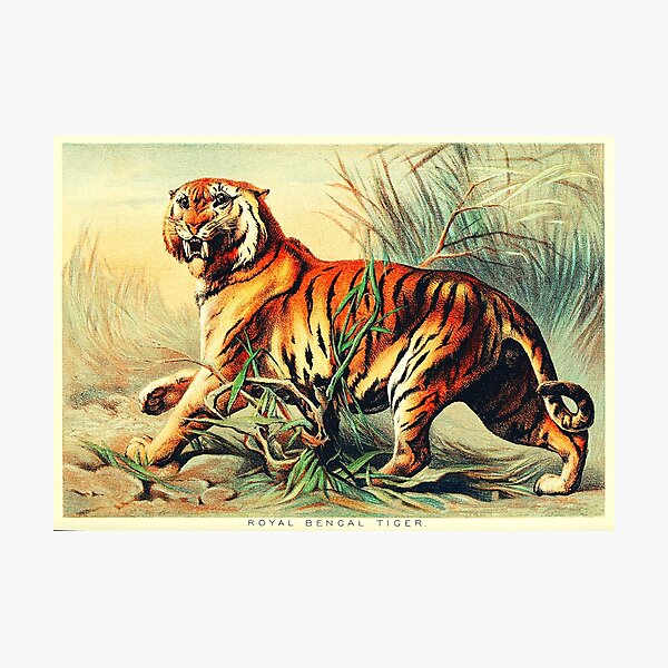 royal tiger bengal tiger Animal Painting India ethnic Traditional miniature  Art Wild Life India T-Shirt