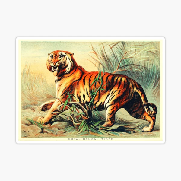 Royal bengal tiger, John Karst Sticker for Sale by Zirrko