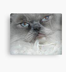 Diego Metal Print