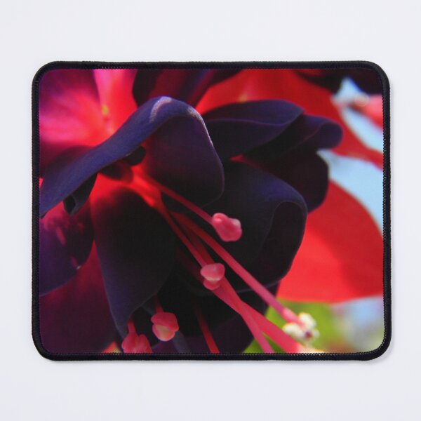 Item preview, Fully Bloomed Red and Purple Fuchsia designed and sold by CapeCodGiftShop.