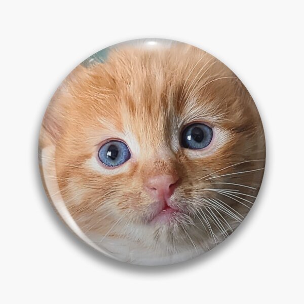 Item preview, Ragdoll Mainecoon ginger kitty designed and sold by Fluffycat2020.