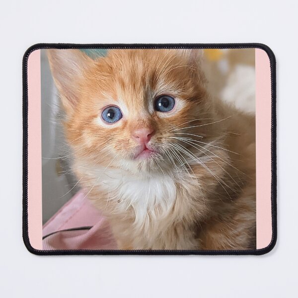 Item preview, Ragdoll Mainecoon ginger kitty designed and sold by Fluffycat2020.