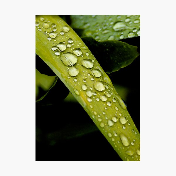Item preview, Fresh Rain designed and sold by Michael Humphrys.