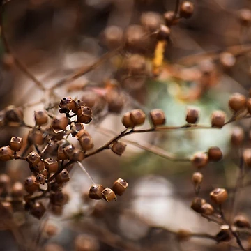 Artwork thumbnail, Nature's Boxes by Tracy Engle