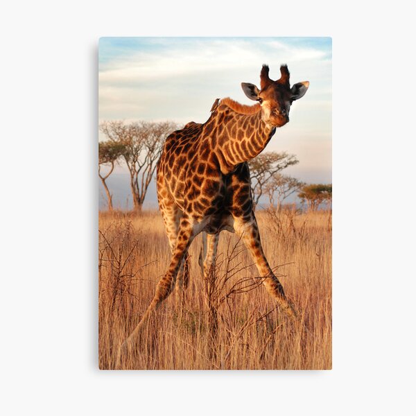 Doing the splits. Canvas Print