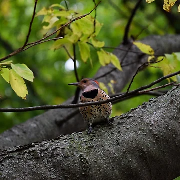 Artwork thumbnail, Northern Flicker by Tracy Engle