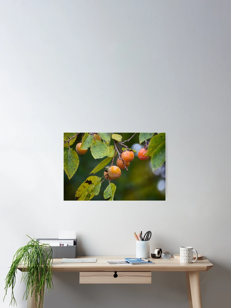 Thumbnail 2 of 3, Poster, Persimmons designed and sold by Tracy Engle.