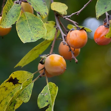 Artwork thumbnail, Persimmons by Tracy Engle