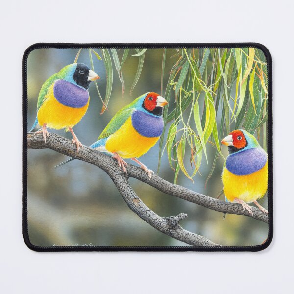 Item preview, "The Rainbow Coalition" (Gouldian Finches) designed and sold by Frances McMahon Watercolour Bird Artist.