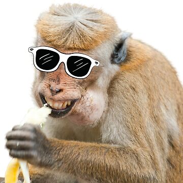 monkey funny with Glasses