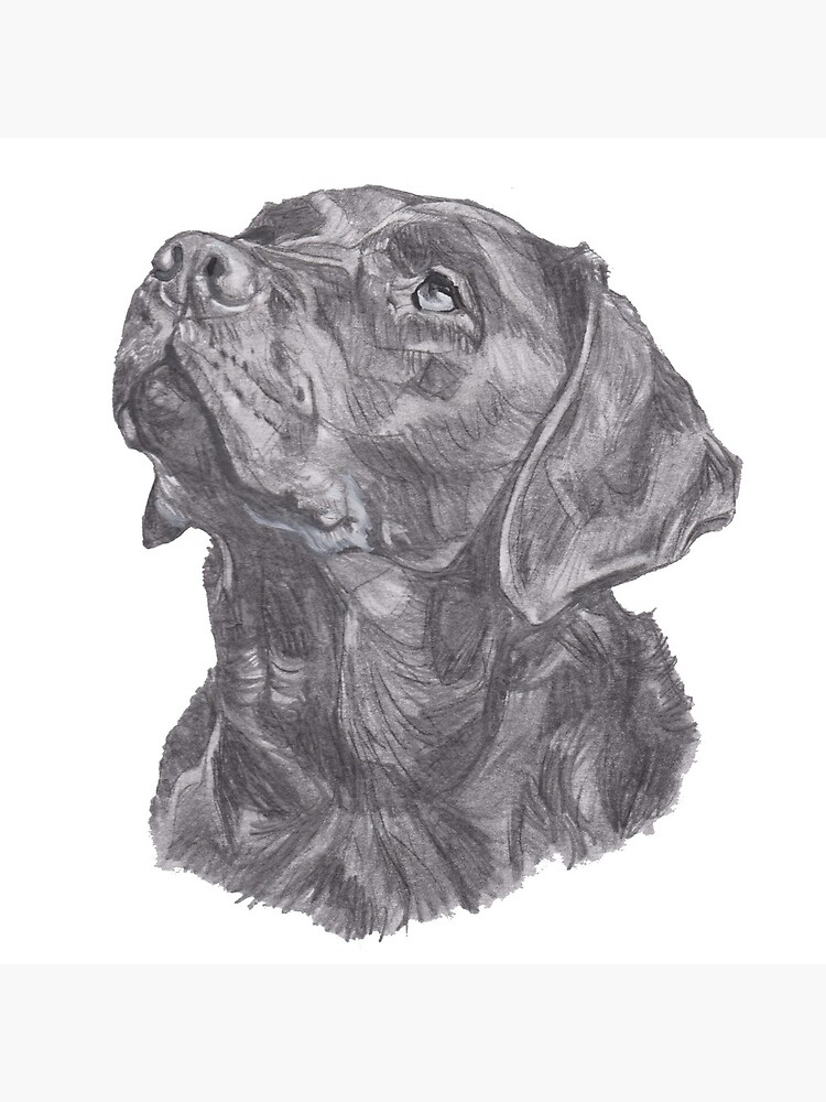 Classic Labrador Retriever Dog Profile Drawing by LaLanny