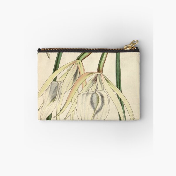 Item preview, Brassavola acaulis (as Brassavola lineata) Curtis' 79 (Ser. 3 no. 9) pl. 4734 (1853) designed and sold by EsotericBotanic.