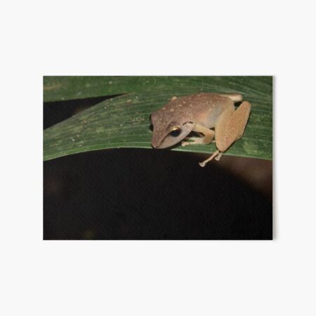 Robber Frog, Parque Nacional del Manu, Peru Art Board Print