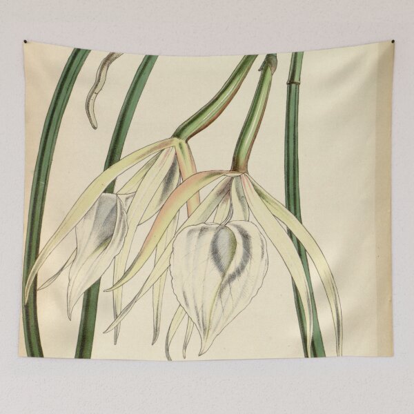 Item preview, Brassavola acaulis (as Brassavola lineata) Curtis' 79 (Ser. 3 no. 9) pl. 4734 (1853) designed and sold by EsotericBotanic.