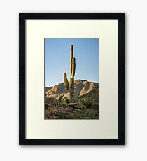 Lonley Cactus in Saguaro National Park Framed Print