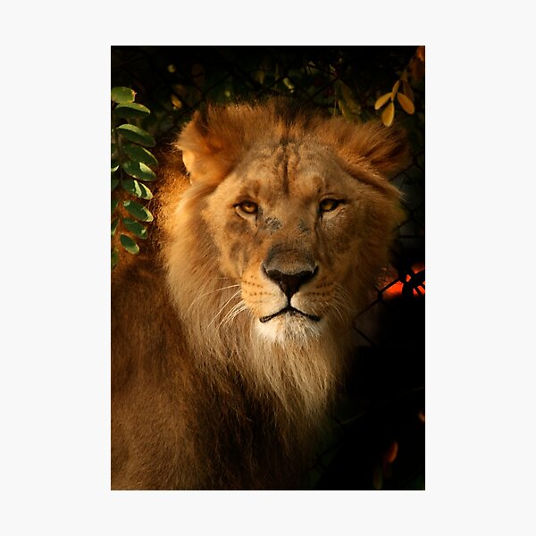 Dignity Photographic Print