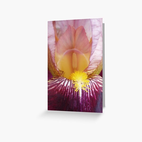 Pink Iris Greeting Card