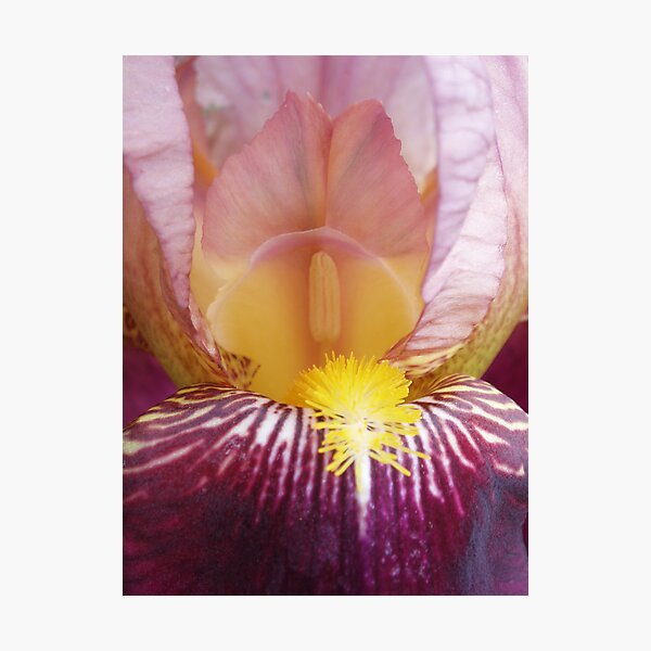 Pink Iris Photographic Print