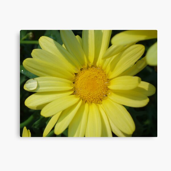 Sunshine Flower Canvas Print