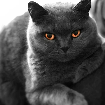 Artwork thumbnail, British Blue by TimeWastingHero