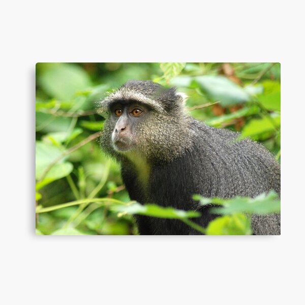 Blue monkey. Canvas Print