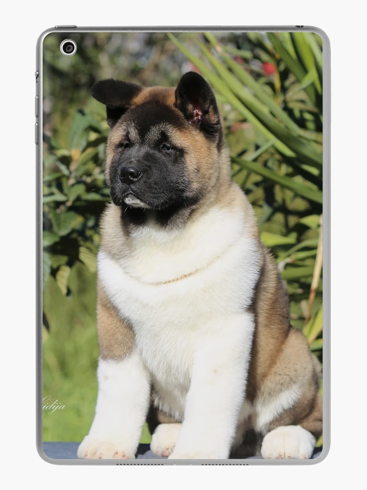 Mini akita hot sale puppy