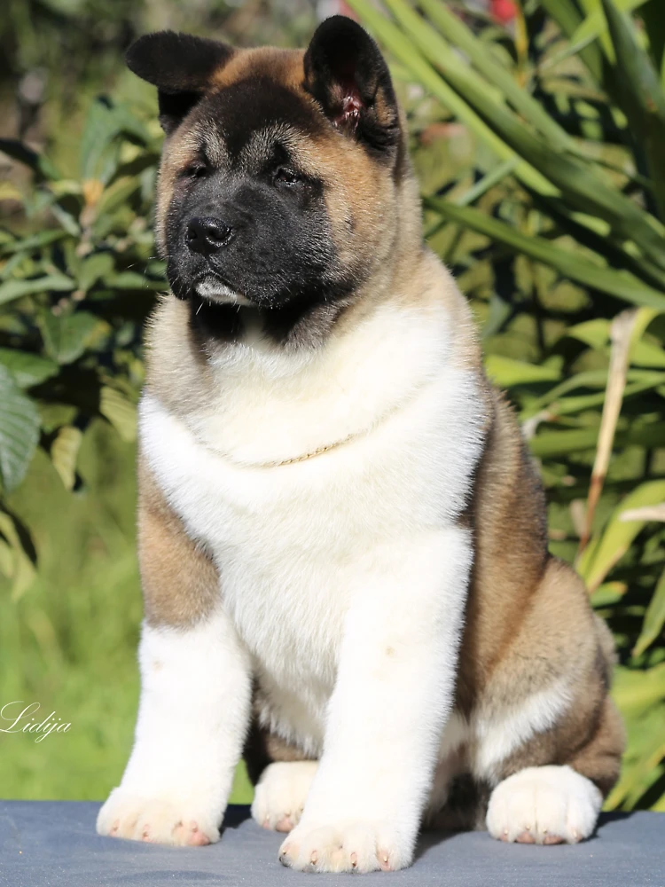 Black and best sale grey akita