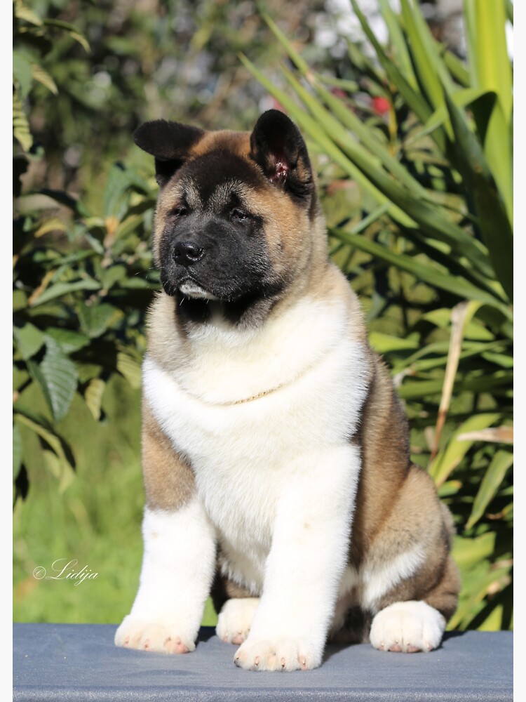 All black 2024 akita puppy