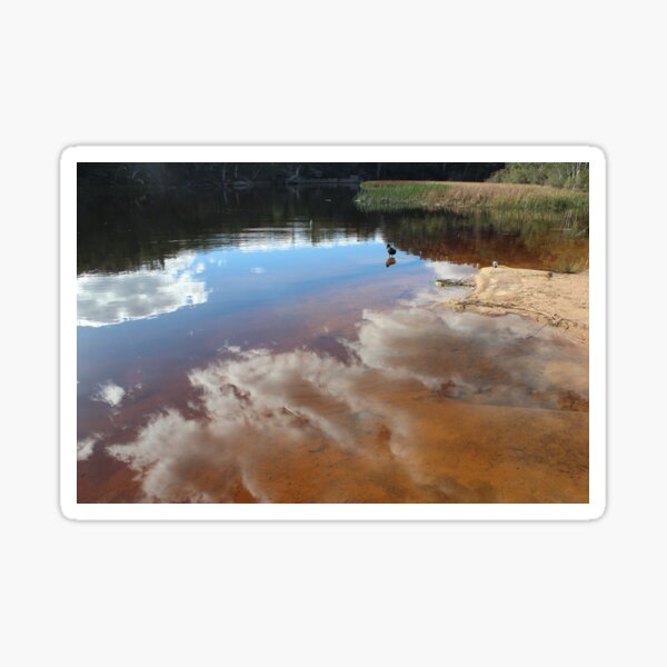 Contemplating Dunn's Swamp Sticker