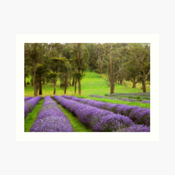 Lavender Art Print